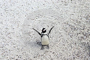 Penguins at Boulders Beach photo