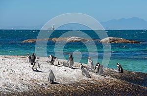 Penguins at Boulders beach in Simons Town, Cape Town, Africa