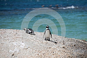 Penguins at Boulders beach in Simons Town, Cape Town, Africa photo