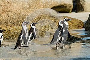 Penguins at Boulders Beach, Simonstown in South Africa