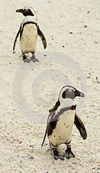 Penguins at Boulders Beach, Simonstown in South Africa