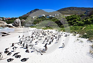 Pingüinos sobre el cantos rodados Playa. sur 