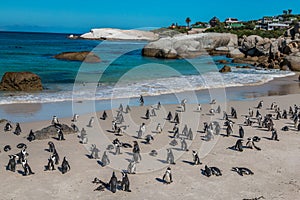 Tučňáci v balvany pláž jih 