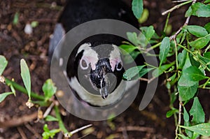 Penguins at Boulders Beach South Africa