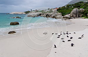 Penguins at Boulders Beach South Africa