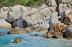 Penguins at Boulders Beach in South Africa. Birds enjoying and playing on the rocks on an empty seaside beach. Animals