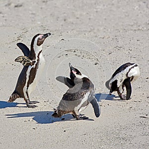 Penguins at Boulders Beach in South Africa. Birds playing and walking on the sand on a secluded and empty beach. Animals