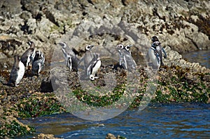 Penguins on ChiloÃÂ© photo