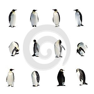 Penguins collection