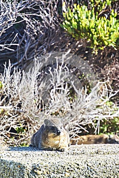 Penguins colony in stony point nature reserve betty& x27;s bay Boland