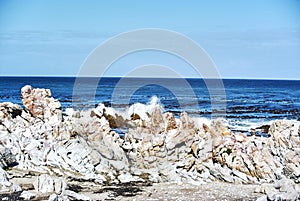 Penguins colony in stony point nature reserve betty& x27;s bay Boland