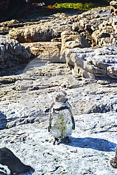 Penguins colony in stony point nature reserve betty's bay Boland