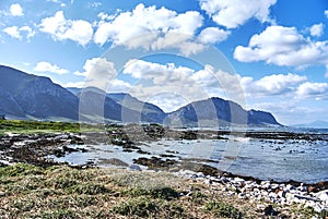 Penguins colony in stony point nature reserve betty's bay Boland