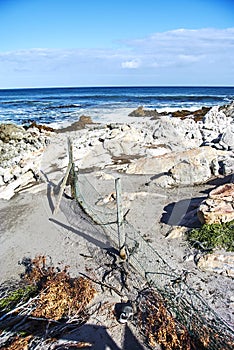 Penguins colony in stony point nature reserve betty's bay Boland