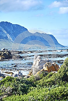 Penguins colony in stony point nature reserve betty's bay Boland