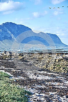 Penguins colony in stony point nature reserve betty's bay Boland