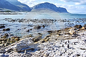 Penguins colony in stony point nature reserve betty's bay Boland