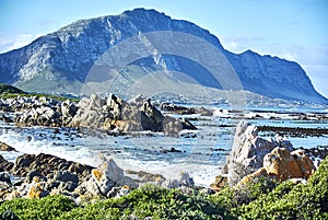 Penguins colony in stony point nature reserve betty's bay Boland