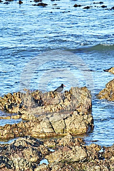 Penguins colony in stony point nature reserve betty's bay Boland