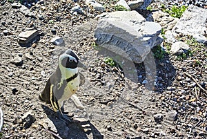 Penguins colony in stony point nature reserve betty's bay Boland