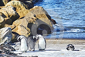 Penguins colony in stony point nature reserve betty's bay Boland