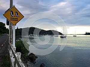 Penguins crossing and boats in harbour, Mangonui, New Zealand