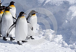 Penguins on cute tuxedo walk on a snowy path.