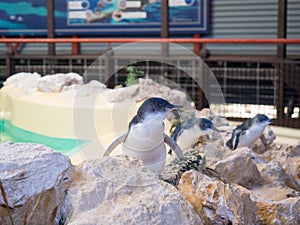 Penguins in the Discovery Centre, Penguin Island, Western Australia