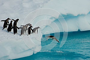 Penguins diving