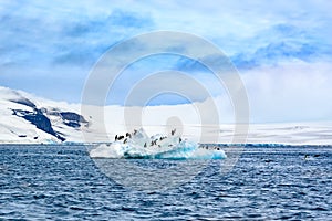 Penguins drifting on ice floe in Southern Ocean surrounded by beautiful landscape at Paulet Island