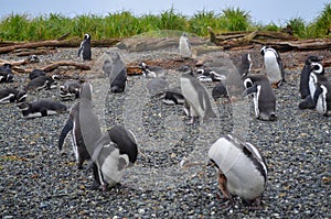 Penguins, Ecotourism in the Patagonia, Chile