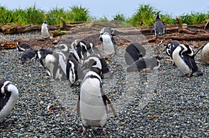 Penguins, Ecotourism in the Patagonia, Chile