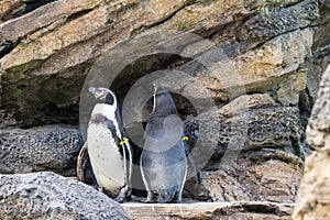 Penguins in enclosure in Seattle Zoo