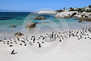 penguins in Exotic and beautiful Boulders beach in South Africa photo