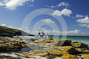 Penguins in Falkland islands photo