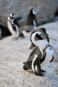 Penguins Family in Simons Town