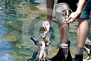 Penguins feeding