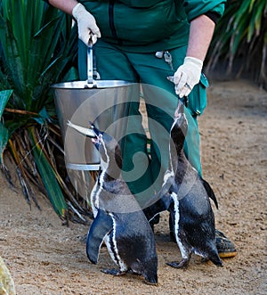 Penguins feeding in zoo