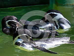 Penguins floating on water And clean themselfs photo