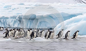 Penguins form a tight-knit group on the icy iceberg