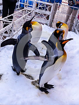 Penguins on garth snow