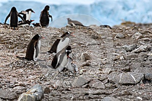 Penguins - gentoo penguin - Pygoscelis papua - with chick begging for food at Neko Harbour, Antarctica