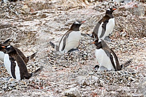 Penguins - gentoo penguin - Pygoscelis papua - with chicks at Neko Harbour, Antarctica