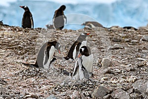 Penguins - gentoo penguin - Pygoscelis papua - with chicks, one is begging for food at Neko Harbour, Antarctica