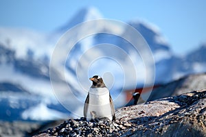 Penguins - gentoo penguin - Pygoscelis papua - penguin with chick at Petermann Island with snwocapped mountain in back, Antarctica