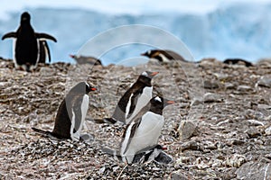 Penguins - gentoo penguin - Pygoscelis papua - with two chicks at Neko Harbour, Antarctica