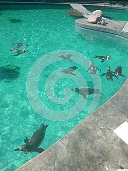 Penguins having fun in the sun