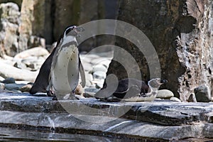 Penguins Humboldt on rock