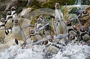 Penguins hunting fish in the Zoo