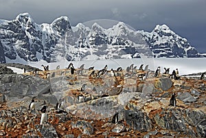 Penguins & Ice